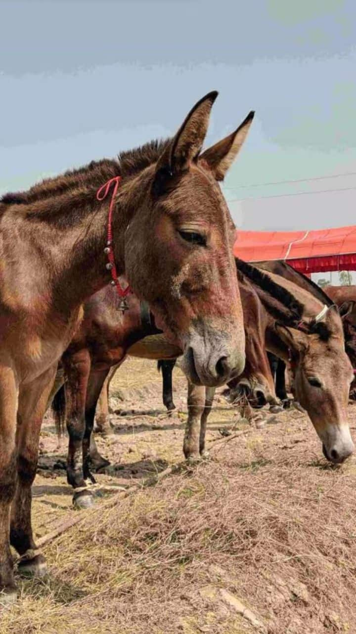 Donkey Skin Smuggling from India to China for Beauty and Virility Products sns