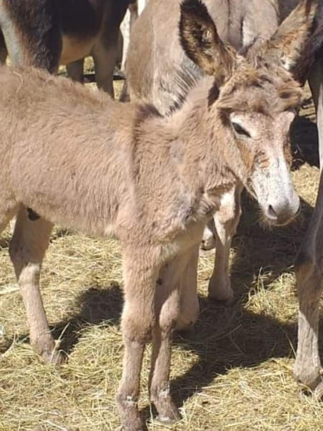 China smuggling donkeys from India for cosmetics and medicine RTM