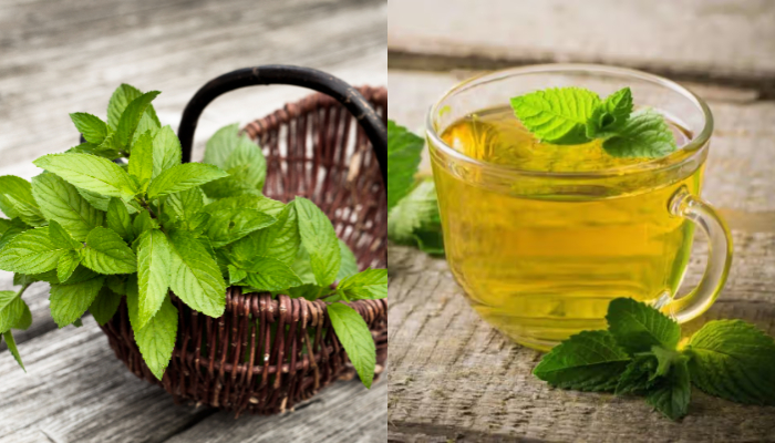 mint leaves benefits you must know