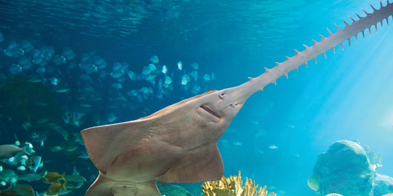 cmfri conduct seminar on sawfish to students 