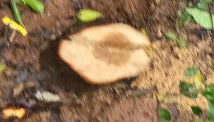 Thieves stole sandalwood trees in the BBMP Park during Rain in Bengaluru grg 