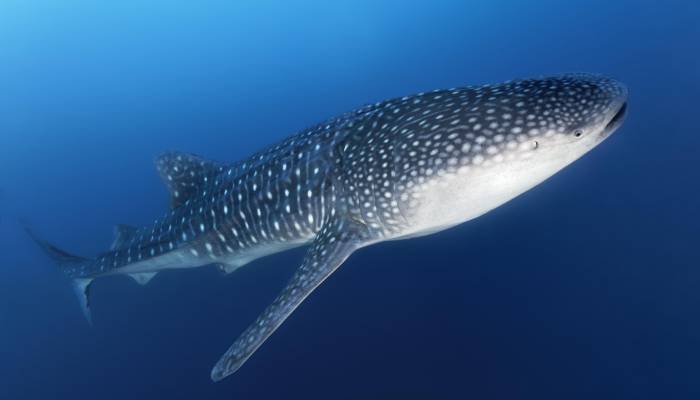 famous whale shark in chinese aquarium is a robot visitors outraged 