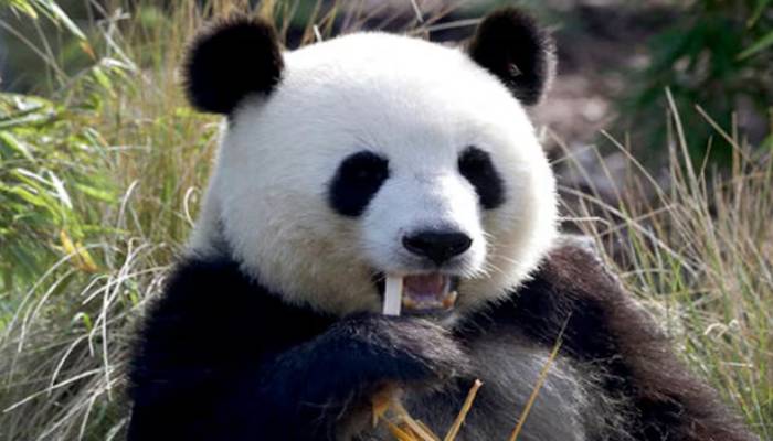 part of diplomatic mission china sends two pandas to us 