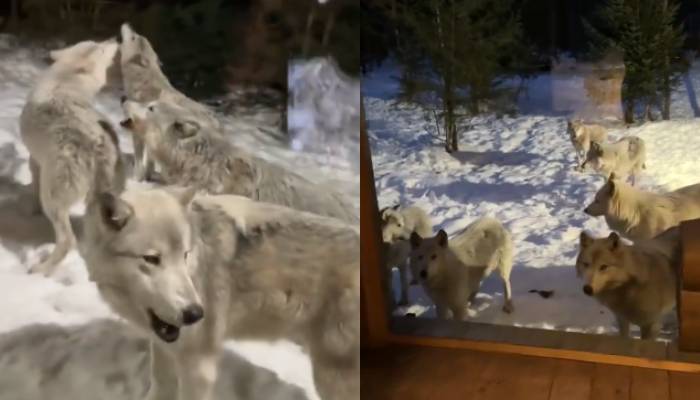 wolves surrounded couples cabin video 