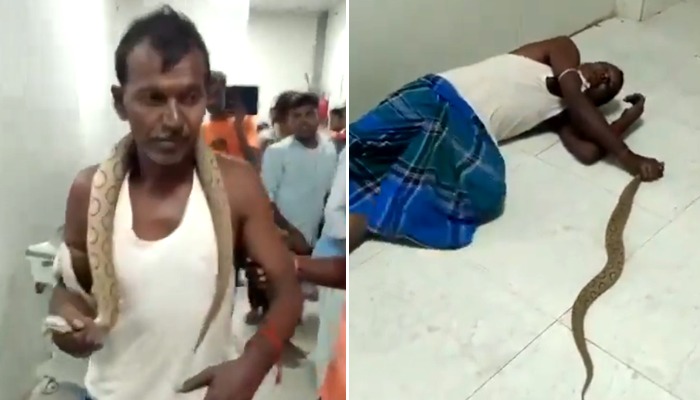 Bihar man bitten by Russell's Viper walks to hospital with snake wrapped around his neck; WATCH viral video snt