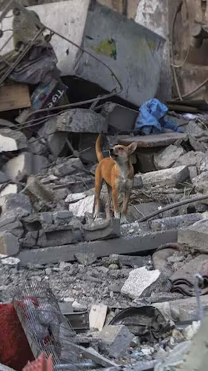 Stray dogs scavenge bodies in Gaza after Israel resumes attacks ATG