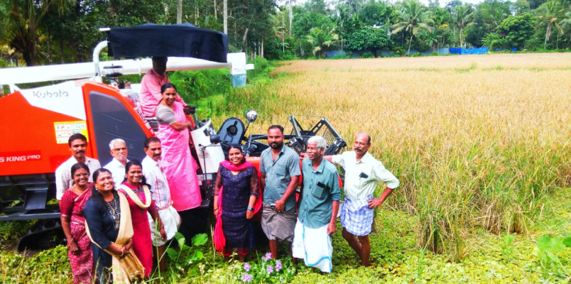 survived the heavy rain harvest at five acre paddy field of couple