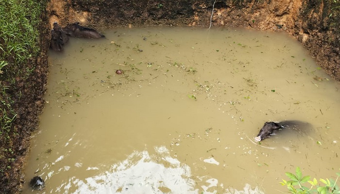 Rescue of four wild boar cubs that were lying in a farm pit at Honnavar in Uttara Kannada grg 