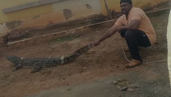 Crocodile came near Government School at Almatti in Vijayapura grg 