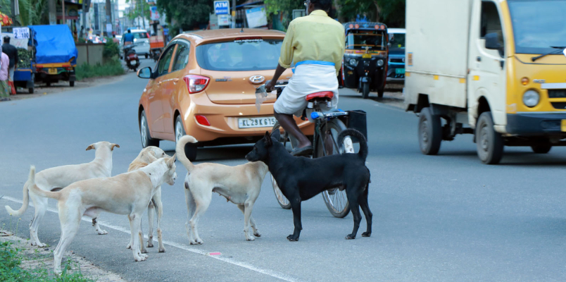 stray dog attack increased in Alappuzha mannar