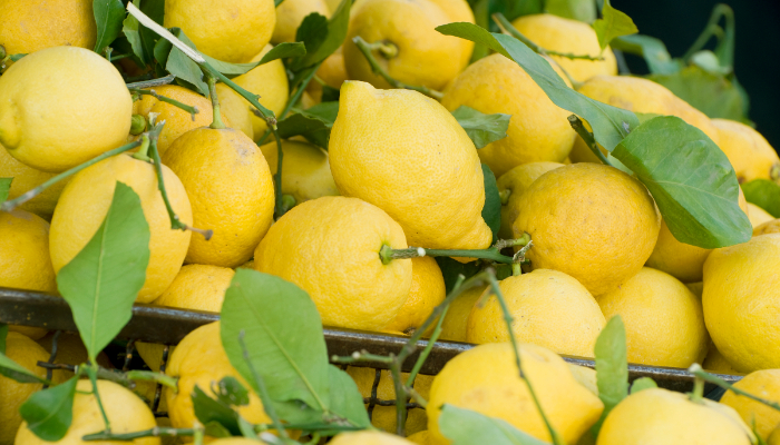 health benefits of lemons you must aware about it 