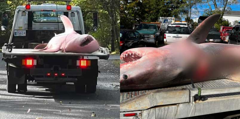 Koala giant great white shark washed up in Cape Cod beach