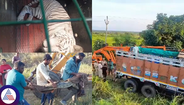 Bengaluru Bannerghatta Zoo lorry overturns crocodiles escape into residential areas vkp