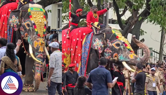 Mysuru dasara procession elephant Bheema behind have exciting history sat