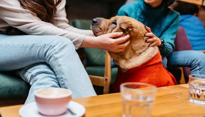 pet cafe in china wants more cats and dogs 