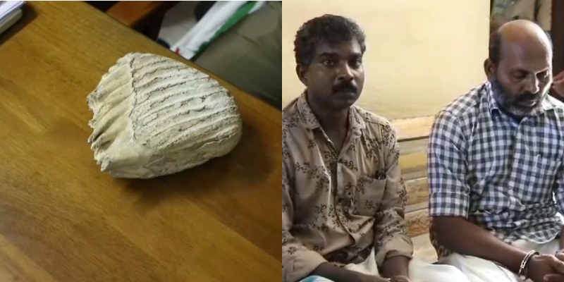 elephant teeth seized in car, 2 held