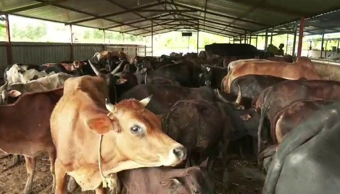 Relief for farmers who lost livestock 1.30 Crores provided by Animal Husbandry Department