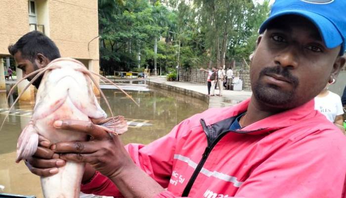 bengaluru heavy rain catch fish in basement  