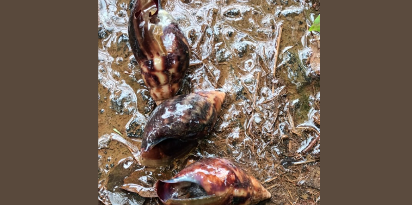 african snails transmit rare meningitis and menace for farmers again found in Wayanad