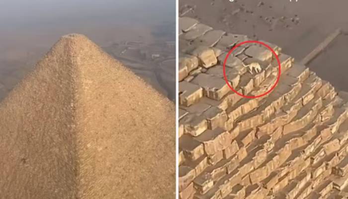 a dog roaming on the top of Egypt pyramid shocking video 