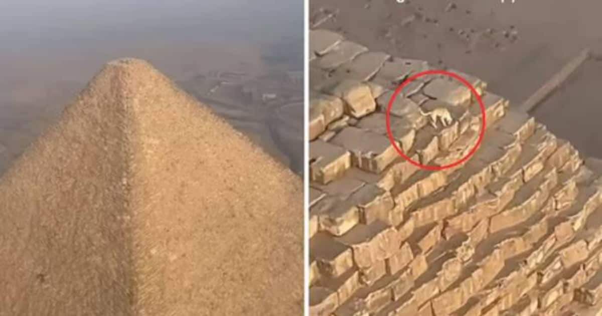 Shocking video, 25 million views, a dog on top of a great pyramid that no one has ever climbed