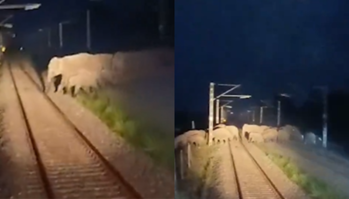 AI safety system stops train as elephants cross tracks in Assam; video goes viral (WATCH) gcw