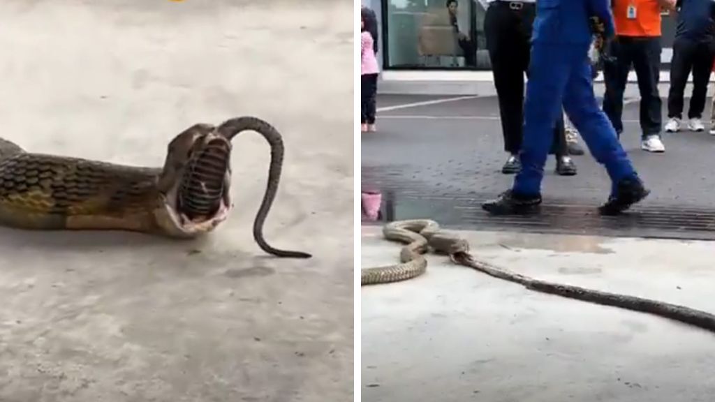 king cobra regurgitating three other snakes roo