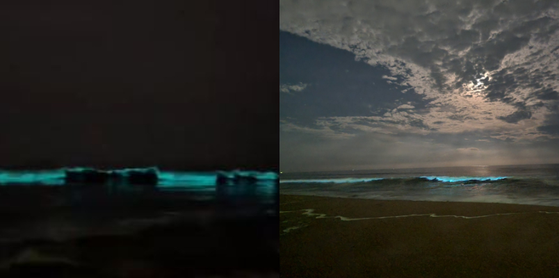 bioluminescence turns waves into striking blue color chennai