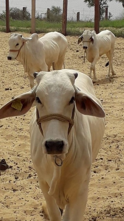 Suratgarh Cattle Fair, Rajasthan