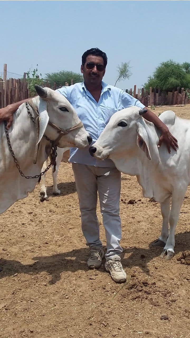 Tharparkar Cow Auction Record High Price in  Rajasthan 