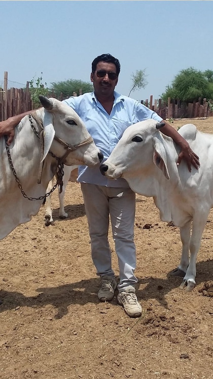 Cow More Expensive Than a Luxury Car