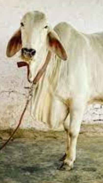 Revenue of ₹78 Lakh from 43 Cows
