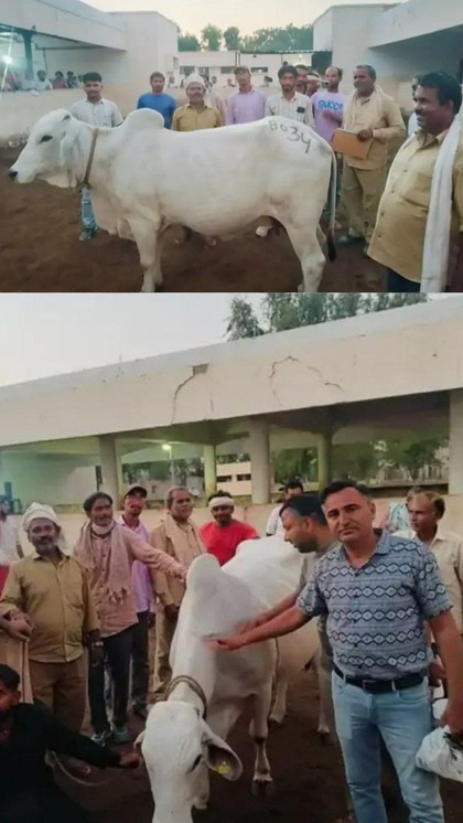 The Most Expensive Cow at the Farm