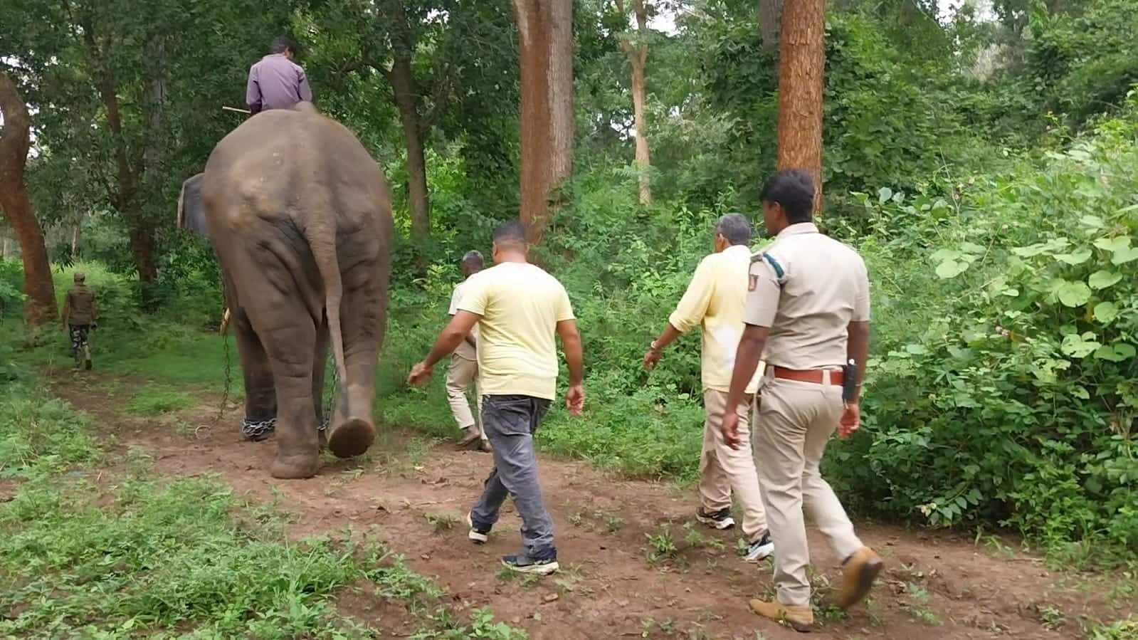 forest department combing operation to capture tiger kodagu rav