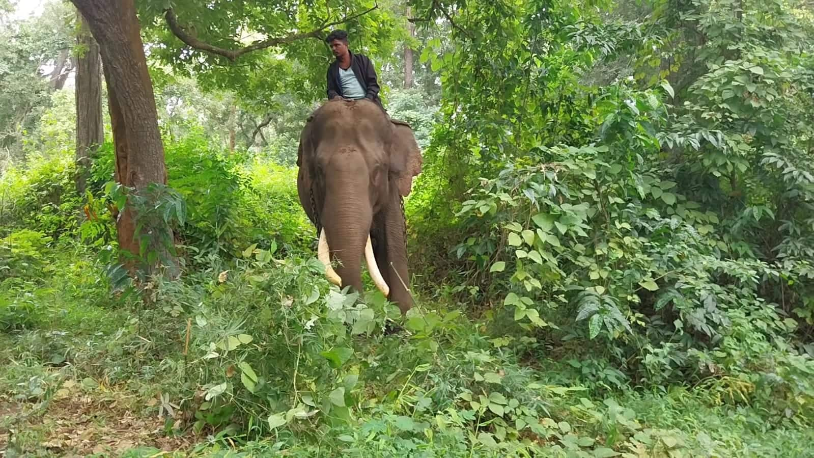 forest department combing operation to capture tiger kodagu rav