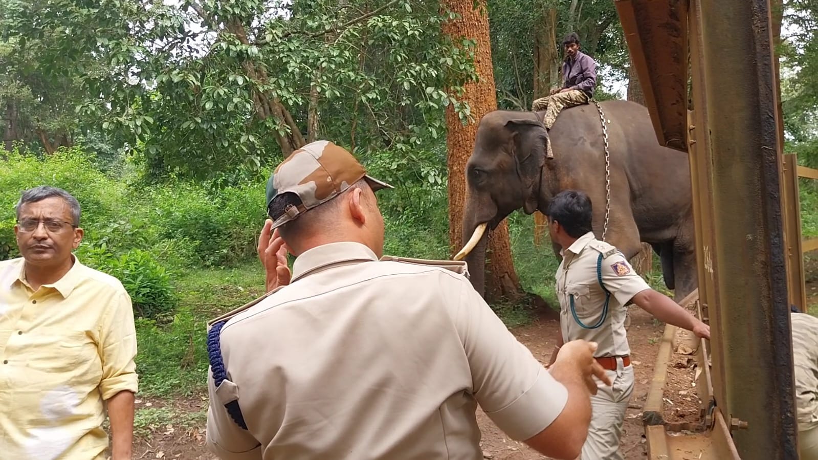 forest department combing operation to capture tiger kodagu rav