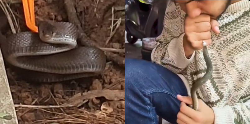 man gives CPR snake revives