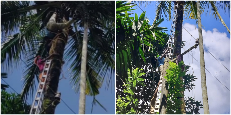 Coconut tree climber leg stuck at machine 30 feet above lay upside down adventurously rescued by fire force