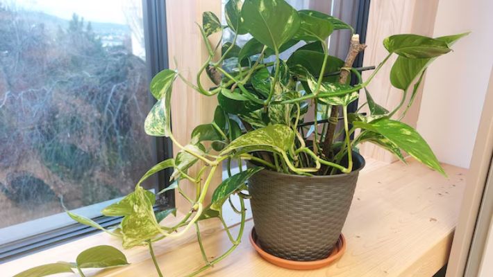 Where not to keep a money plant: Vastu Tips for prosperity at home NTI