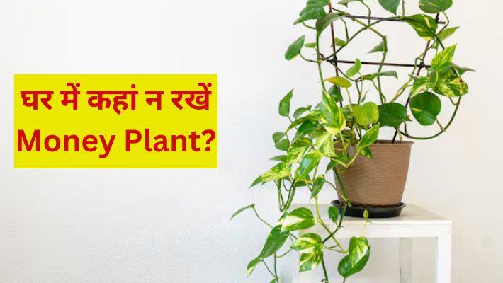 Vastu for money plant in house