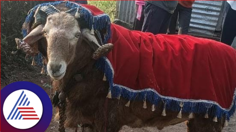 A ram named Jayasimha sold for 5 lakhs at bagalkote rav