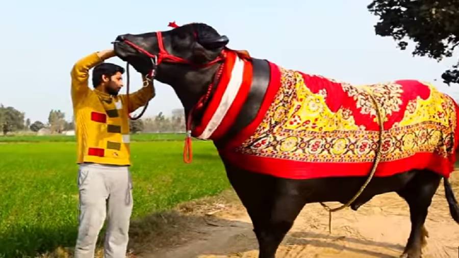 This is India's most expensive buffalo! You can buy 2 Rolls Royces for this price! Rya