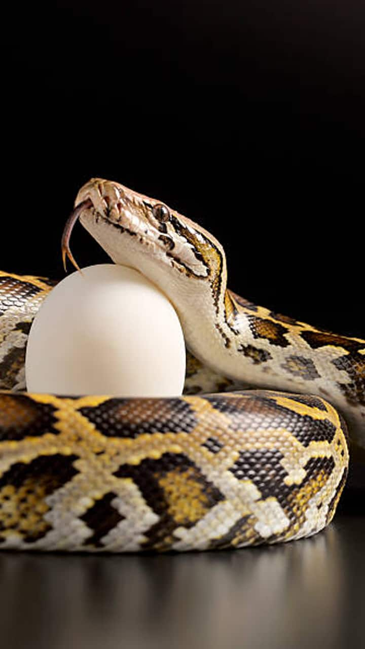 snake swallowing favorite food egg viral video mrq