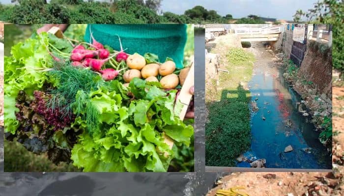 Dangerous vegetable farming using drainage water ine outskirts of Bengaluru mrq