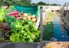 Dangerous vegetable farming using drainage water ine outskirts of Bengaluru mrq