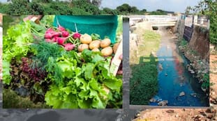 Dangerous vegetable farming using drainage water ine outskirts of Bengaluru mrq