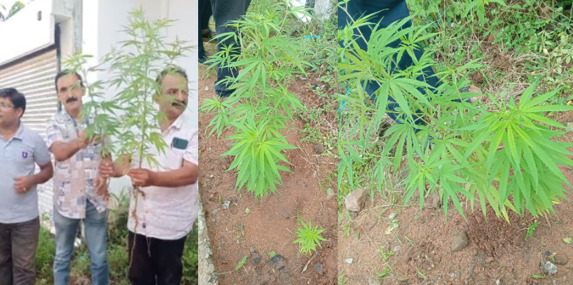 cannabis plant found in kollam national high way road side excise booked case