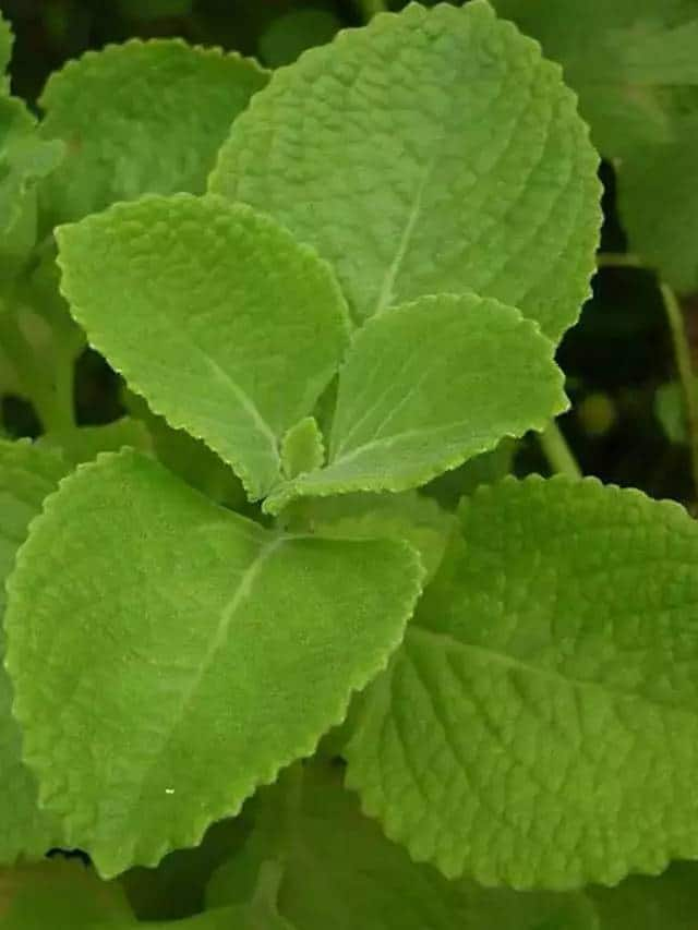 how to grow Mexican mint in home 