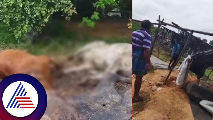 Dead cattle meat selling business in Gundlupet at chamarajanagar rav