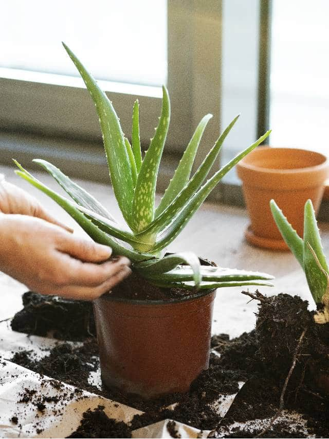 how to grow aloe vera in home tips 